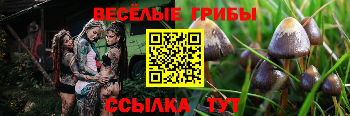 Псилоцибиновые грибы прущие грибы Лысьва